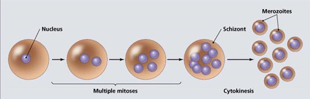 <p>Reproduction of Protozoa</p>