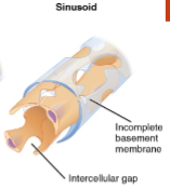 <ul><li><p>fenestrated, larger, endothelium</p></li><li><p>red, white, serum proteins</p></li><li><p>bone marrow, lymph nodes, adrenal gland, liver, spleen</p></li></ul><p></p>