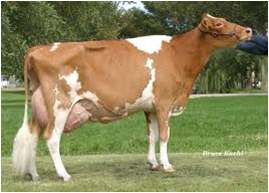 <p>What is this dairy beed?</p>
