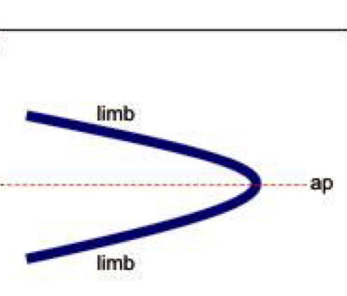 Axial plane is horizontal, the two limbs dip in opposite directions 