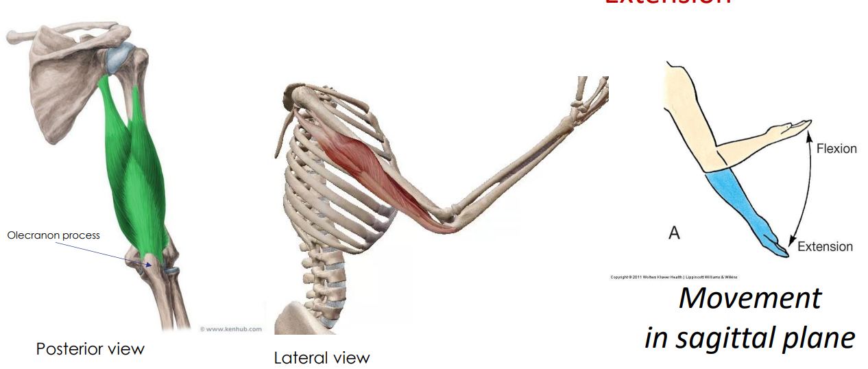 <p>- movement at elbow joint</p><p>- movement in sagittal plane</p><p>- tricep means three attachments, brachii means attached to arm</p><p>ANIMATION ON SLIDE 20</p><ul><li><p>extension</p></li></ul><p></p>