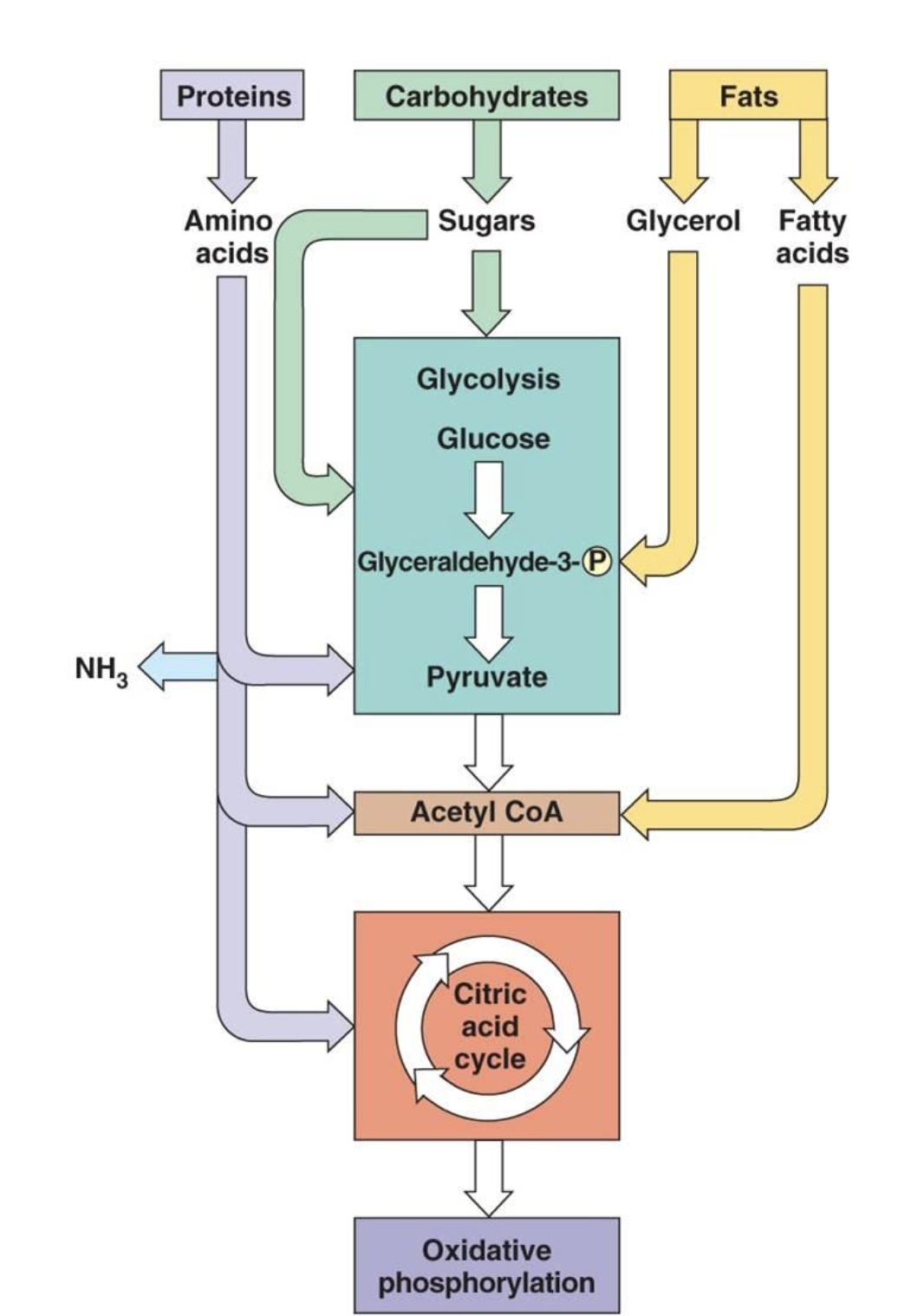 <p>Liver</p><ul><li><p>plays a role in thyroid hormone function as the side of deiodination of T3 and T4 → converts it to the active form&nbsp;</p></li><li><p>synthesis every plasma protein - protein C and S brakes for the clotting cascade&nbsp;</p></li><li><p>synthesis of intrinsic and extrinsic clotting factors&nbsp;</p></li><li><p>production of TPO - this si the main stimulator of platelet production</p></li></ul><p></p>