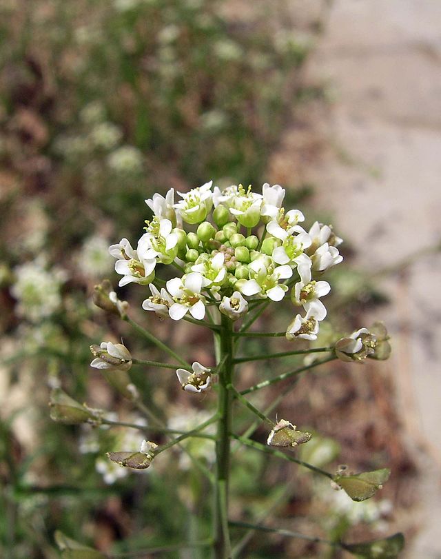<p>crucifères/brassicacées</p>