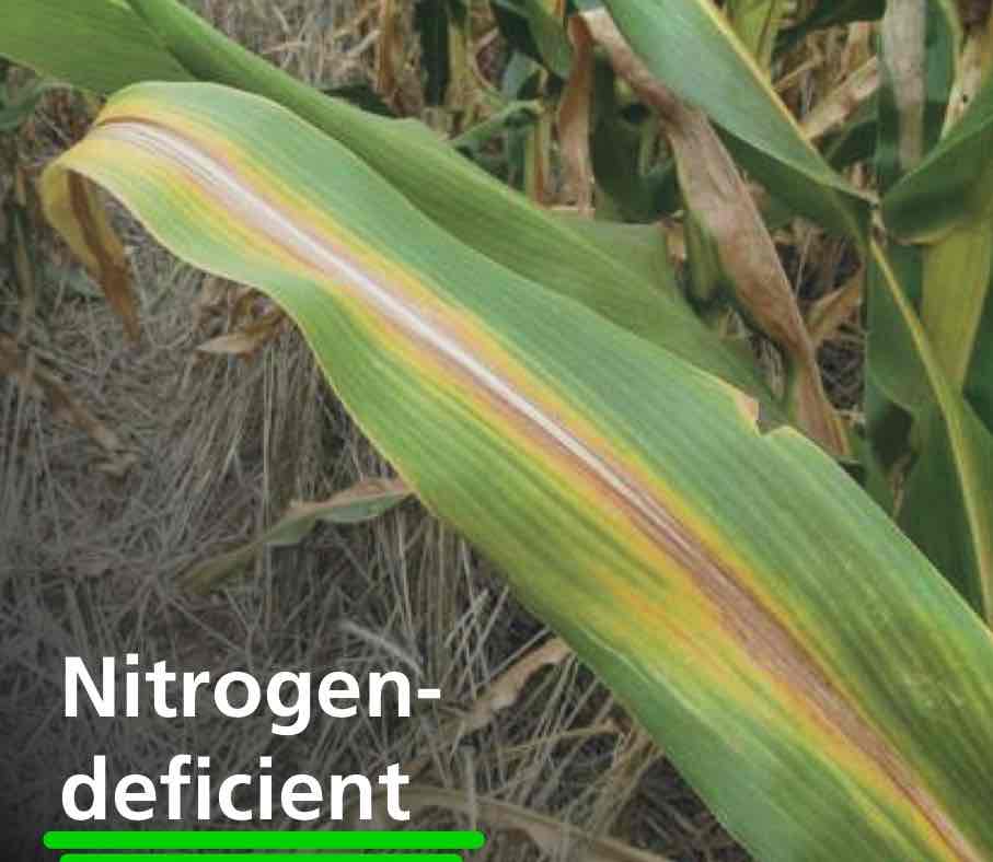 <p>Deficient in nitrogen, in need of nitrogen fertilizer.</p>