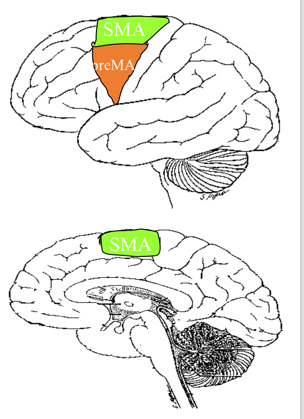 <p>supplementary motor area and premotor area</p><p>control of proximal muscles, initial phases of movement, planning of movements, interlimb coordination, movements guided by visual and tactile sensory info</p><p>has few thalamic connections</p>