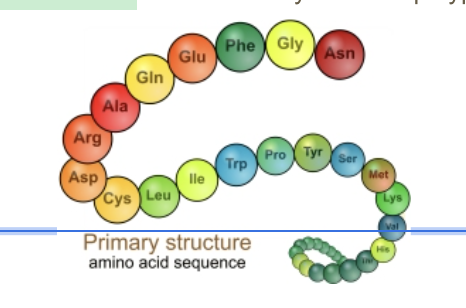 <ul><li><p>The building blocks of proteins.</p></li><li><p>Brought in order by tRNA based on the mRNA code.</p></li></ul><p></p>