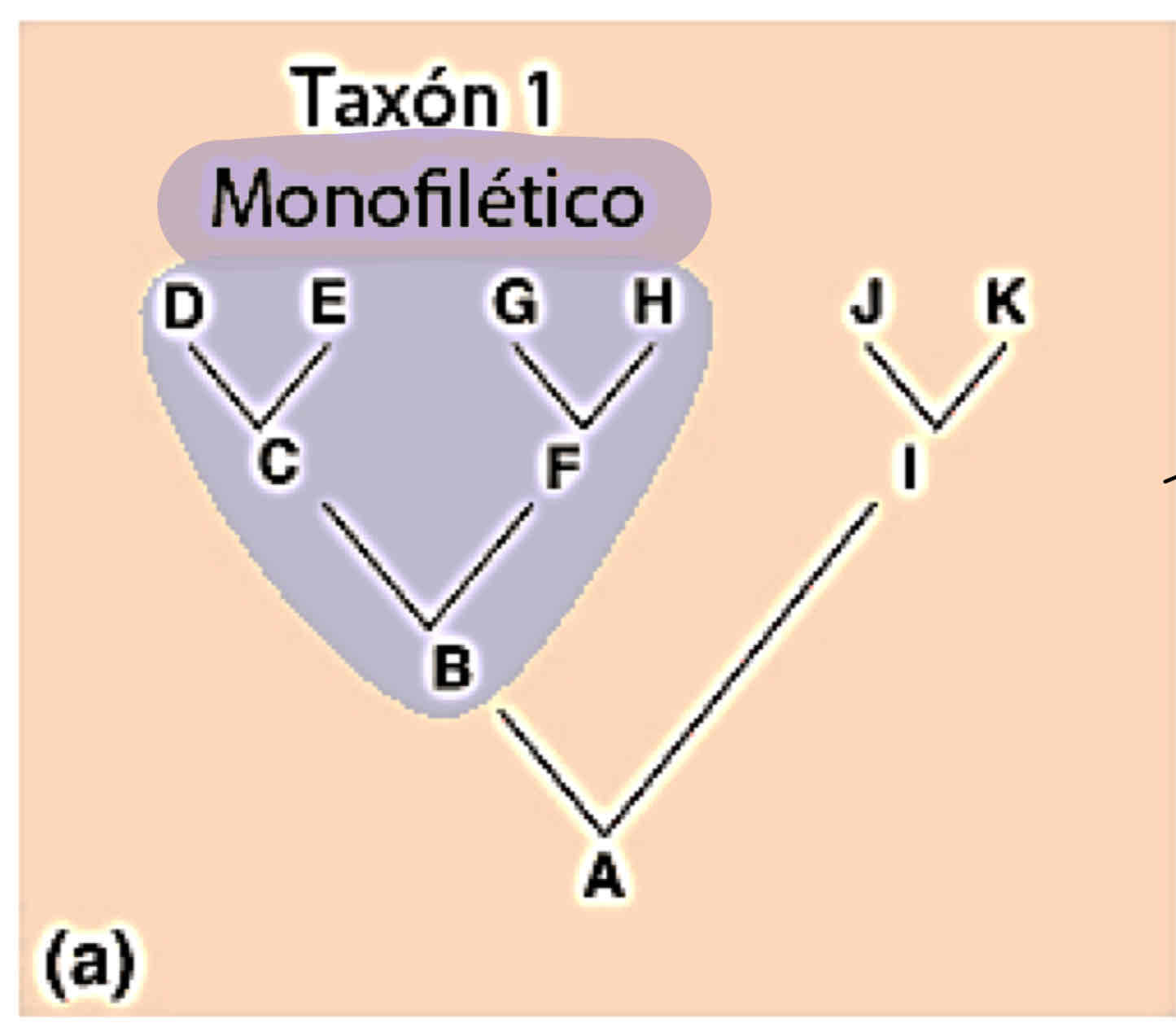 <p>grupo monofilético</p>