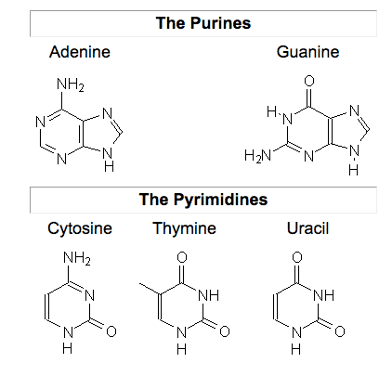 <p>1. Purines: Adenine and Guanine</p><p>2. Pyrimidines: Thymine, Cytosine, and Uracil</p>