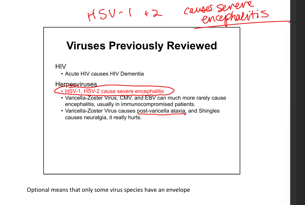 <p><strong>Severe encephalitis </strong>(temporal lobe necrosis, seizures, confusion); HSV-2 can cause aseptic meningitis</p><p></p>
