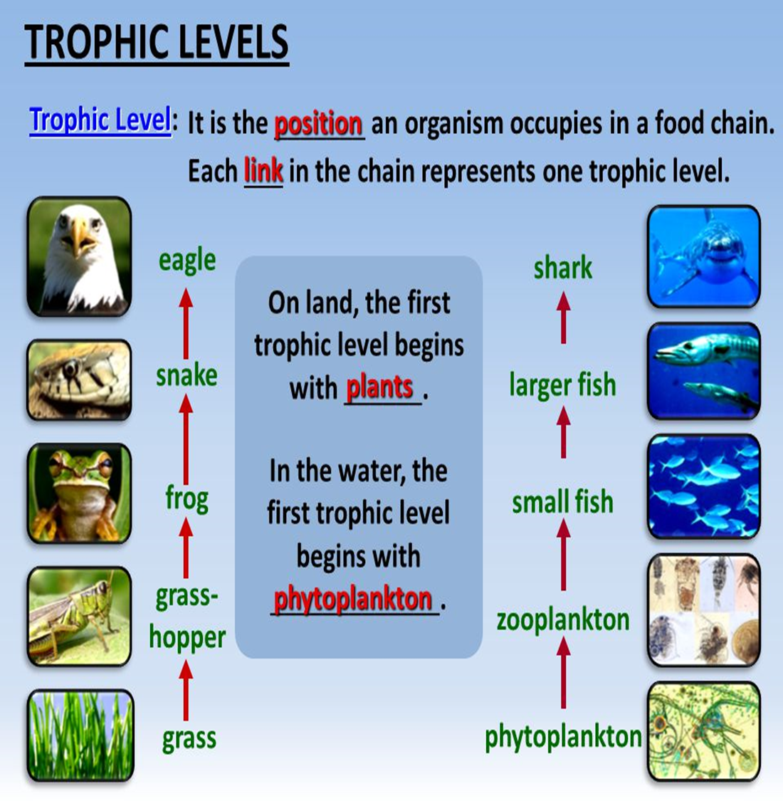 <ul><li><p><strong>each step in a food chain</strong> that shows the transfer of energy.</p></li><li><p>cannot contain more organisms than there is energy to support</p></li><li><p>energy flows in one direction and that is away from the sun</p></li></ul>