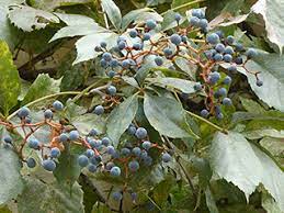 <p>Virginia creeper, Parthenocissus quinquefolia, Vitaceae</p>