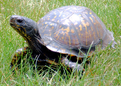 <p><span style="font-family: times new roman">Woodland Box Turtle</span></p>