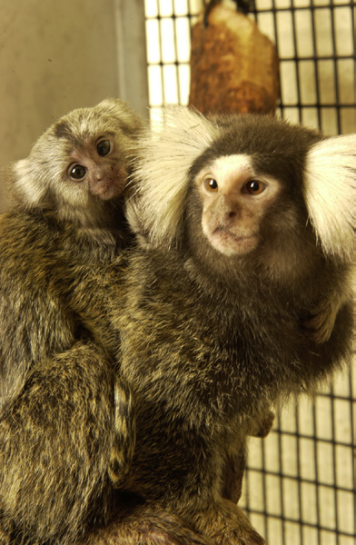 <p>Species?</p>