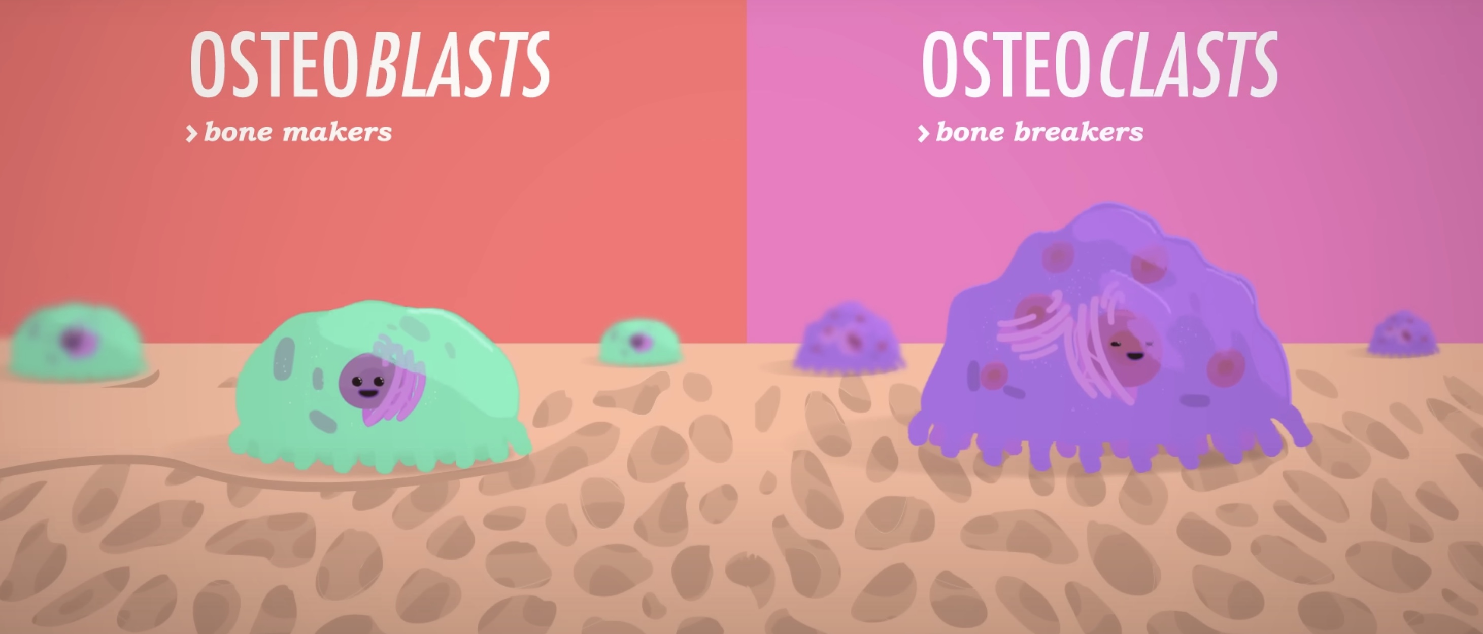 <ul><li><p><span style="color: #000000"><strong>Osteoclasts</strong></span></p></li><li><p><span style="color: #000000"><strong>Osteoblasts </strong></span></p></li></ul><p></p>
