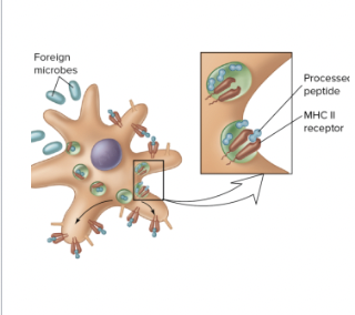 <p>Antigen processing- Class II</p>