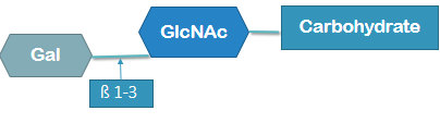 <p>galactose connected with β 1-3 to N-acetylglucosamine and then a carbohydrate</p>