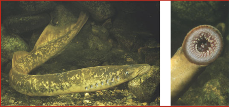 <ul><li><p>SYNAPOMORPHY= SKULL AND BACKBONE COMPOSED OF VERTEBRAE</p></li></ul><p></p><ul><li><p>craniates with simple vertebrae but jawless&nbsp;</p><ul><li><p>mixini - hagfish (not a fish)&nbsp;</p></li><li><p>have cartilaginous, skull, and simple vertebrae</p></li></ul></li></ul><ul><li><p>some of these fish attach to fish and eat their blood</p></li></ul><p></p>
