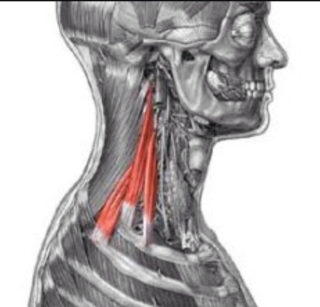posterior tubercles of transverse processes of C5-C7