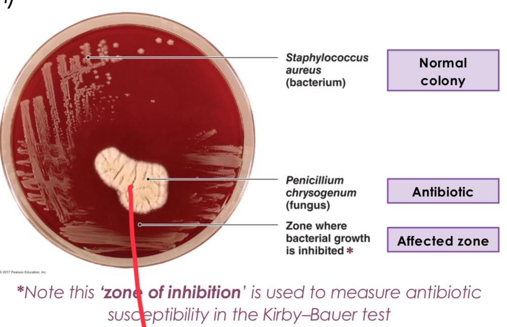 <p>Observed that colonies of Staphylococcus bacteria could be destroyed by the mould Penicillium notatum.</p>