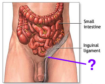-The opening into the abdominal wall
-Part of the Male Reproduction Tract