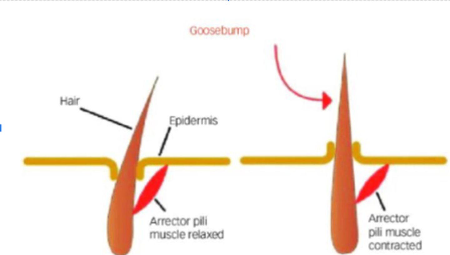 <p>Smooth muscle attached to hair follicle</p><p>Hair stand erect when arrector pili contracts</p><p>Goosebumps</p><p>Thermoregulation and protection</p>