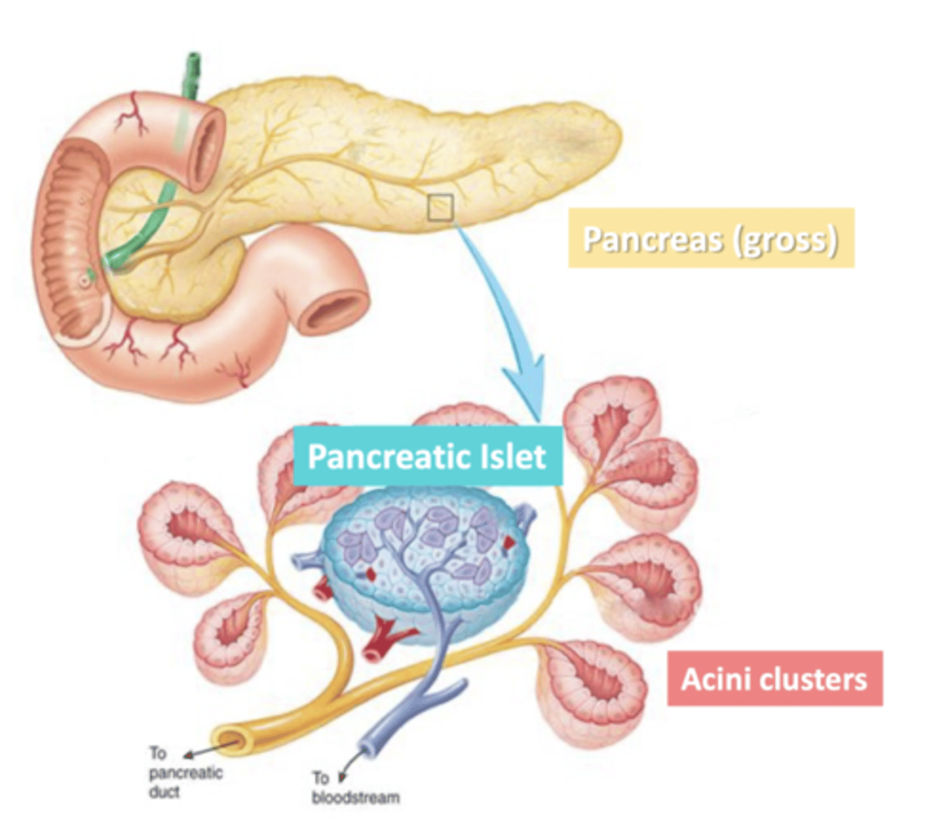 <p>clusters of endocrine cells</p><p>-secrete hormones to regulate blood sugar</p>