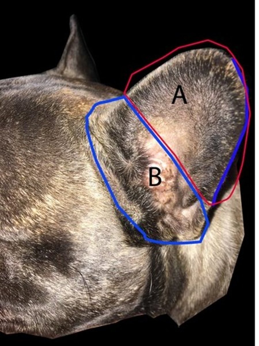 <p>ID the general area of the external ear outlined and labeled "B"</p>