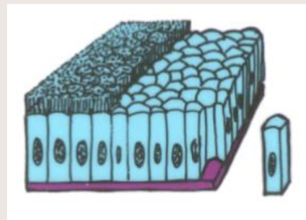 <p>Simple columnar epithelium</p>