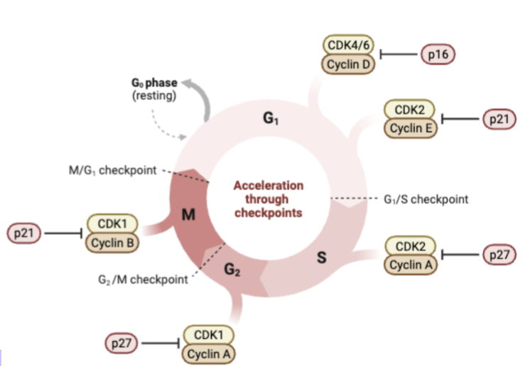 <p>CDKs</p><p>cyclin dependent kinases- a family of serine/threonine kinases which phosphorylate key substrates to enable cell cycle progression</p><p></p>