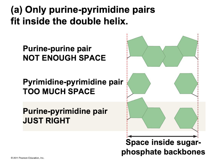 Purine - pyramidine bonds

\
A hydrogen bond is used to hold nitrogen bases together