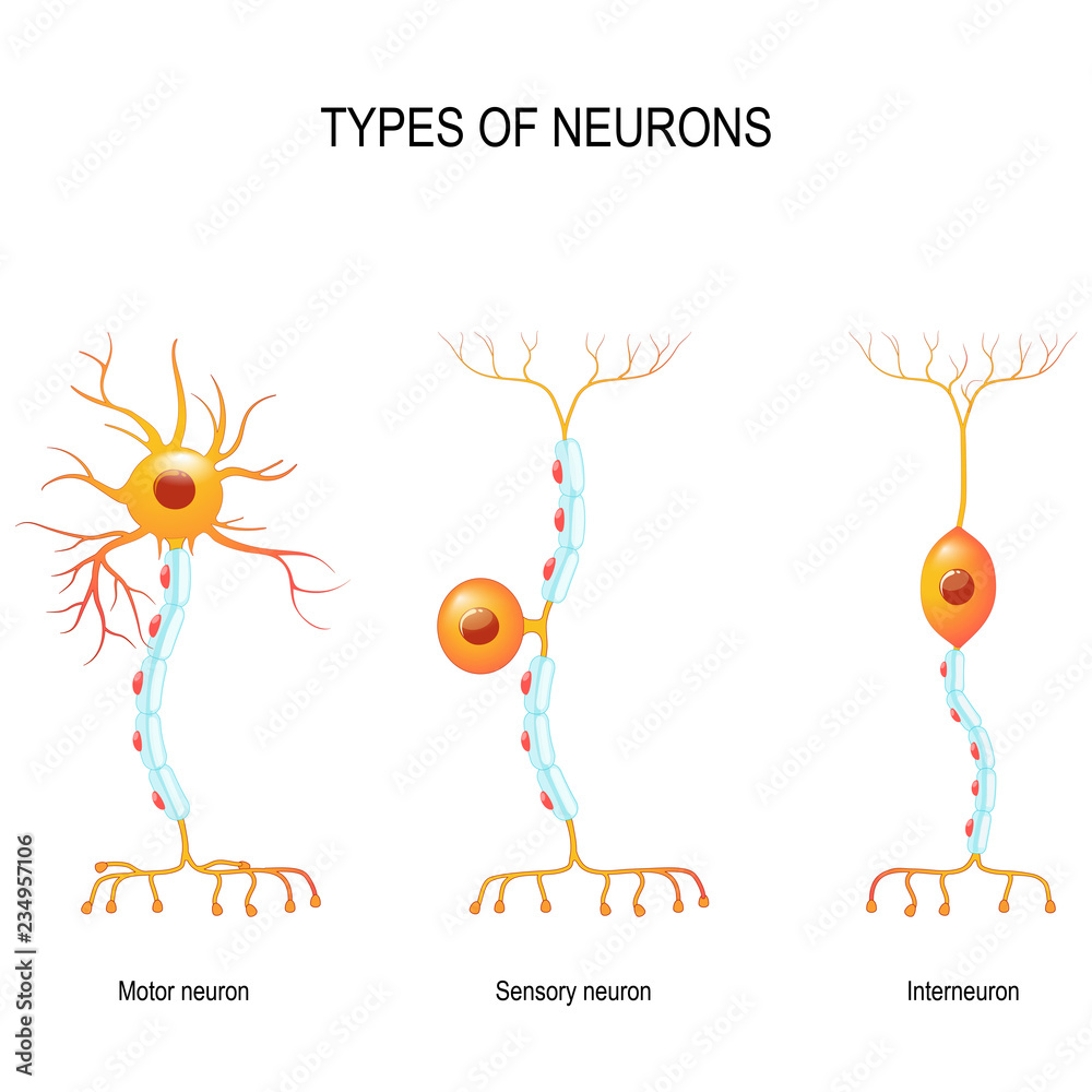 <ul><li><p>Motor neurons</p></li><li><p>Interneuron</p></li><li><p>Sensory neuron</p></li></ul><p></p>