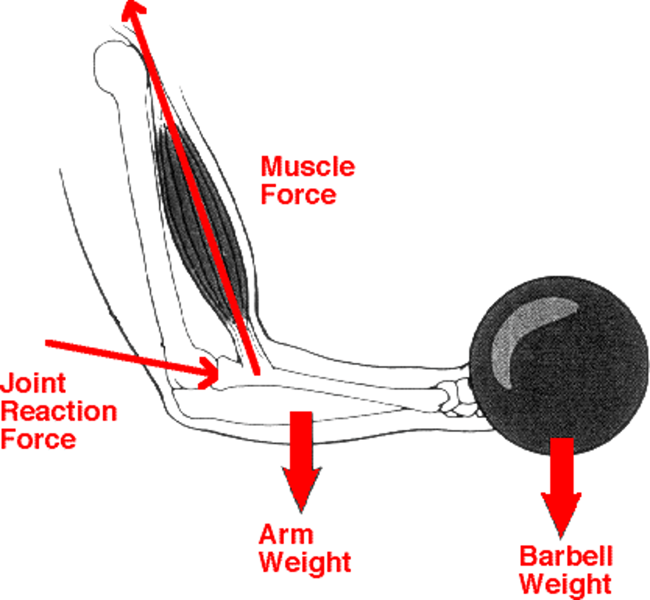 <p>- arrows that visually illustrate force, both direction and "point of application"</p><p>- the longer the arrow, the more magnitude of force</p>