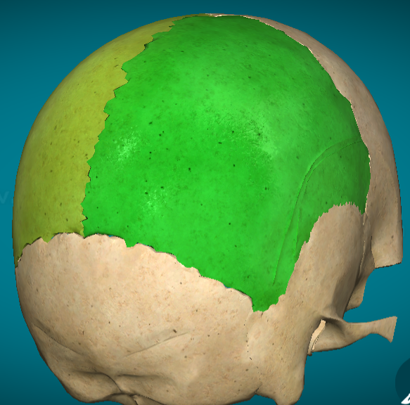 <p>What bone of the cranium is this?</p>