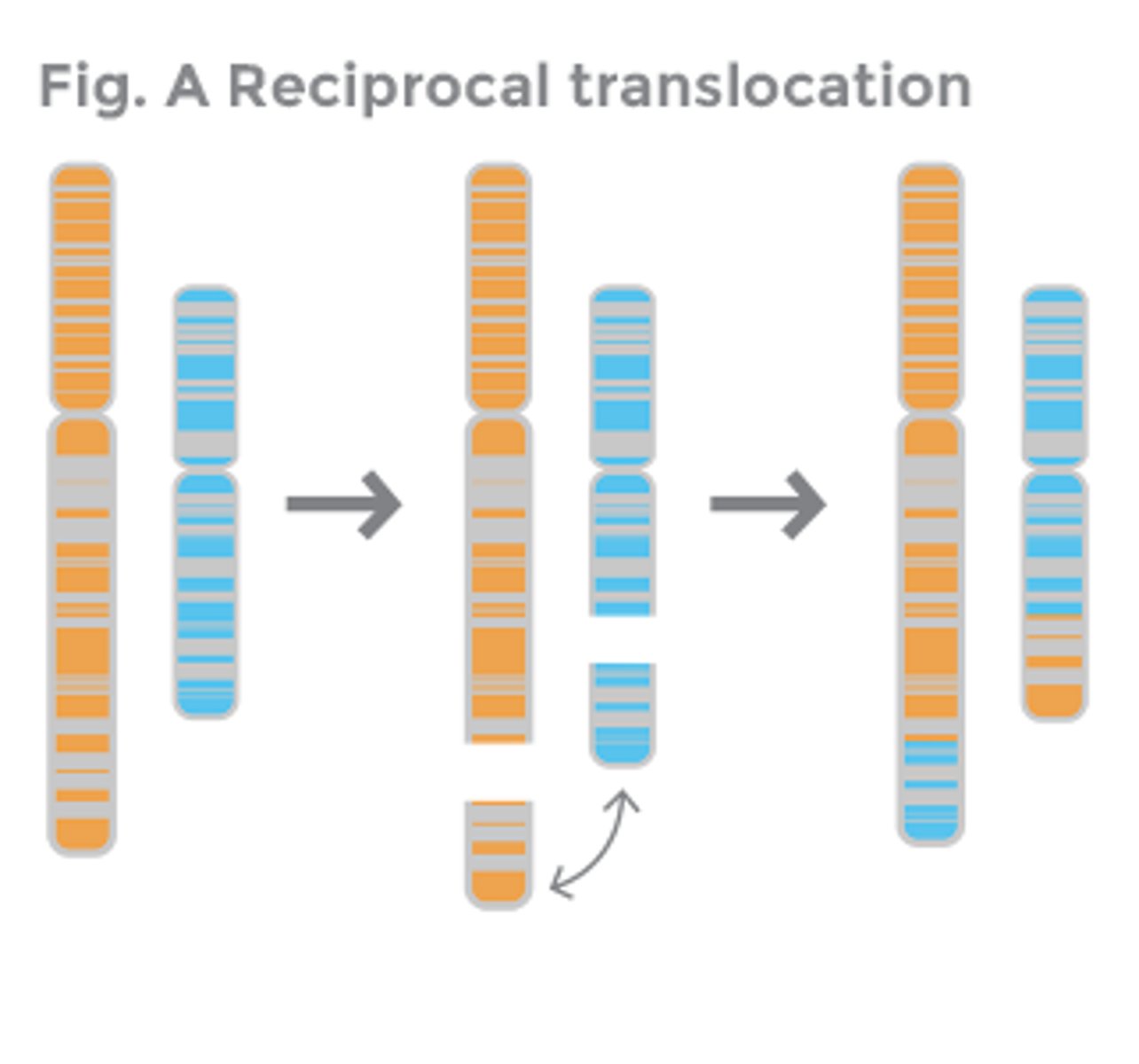 <p>Chromosomal rearrangement may result in the proto-oncogene landing in a location within the chromosome where it will be overexpressed, resulting in too much cell growth (aka cancer).</p>