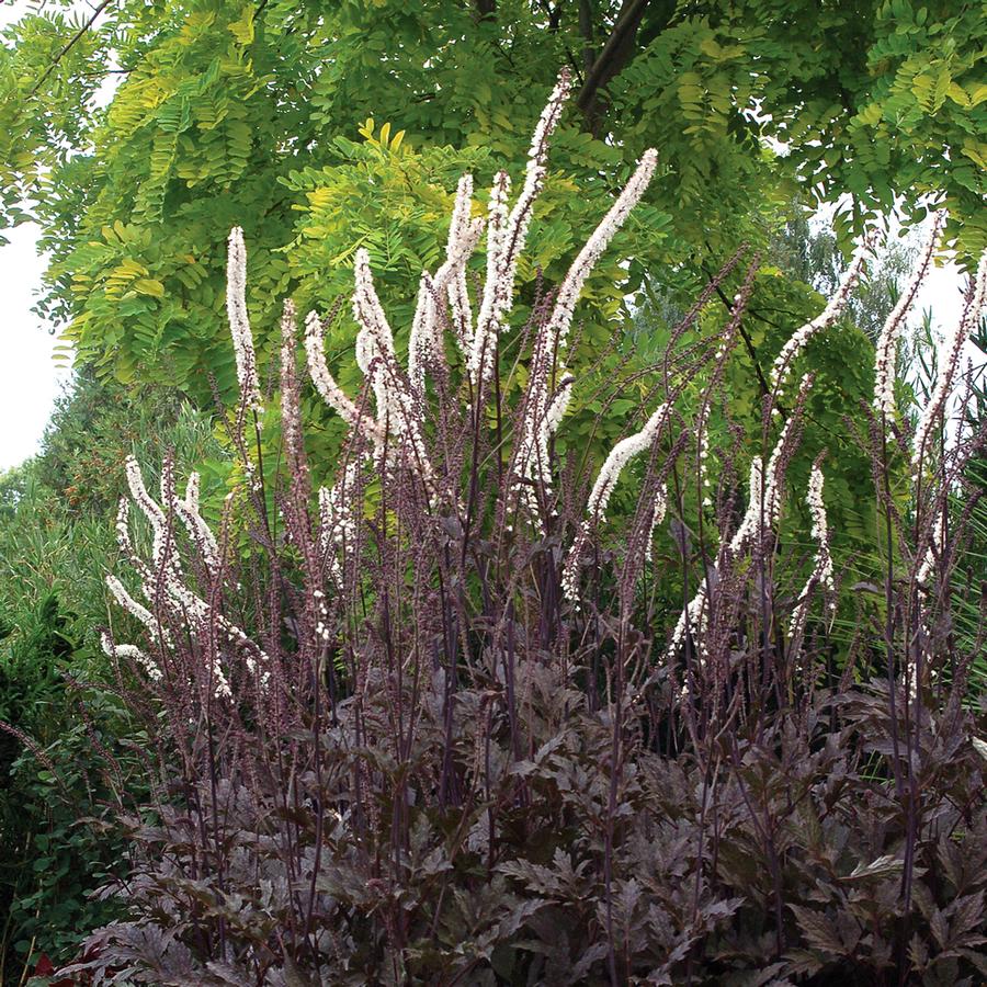 <p>Vad är detta för blomma? </p>