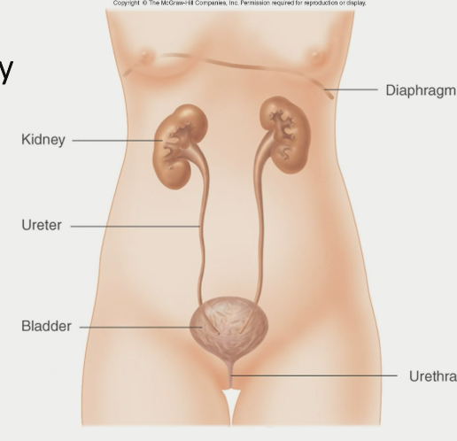 anatomy of kidney (macro)