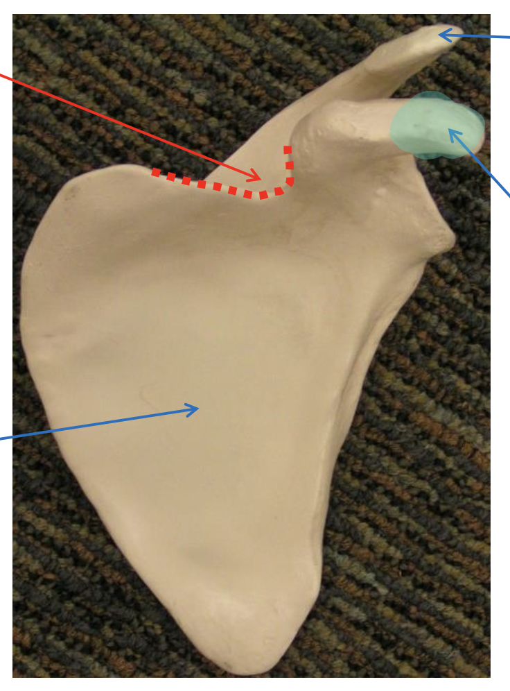 <p>Name the highlighted region.</p>