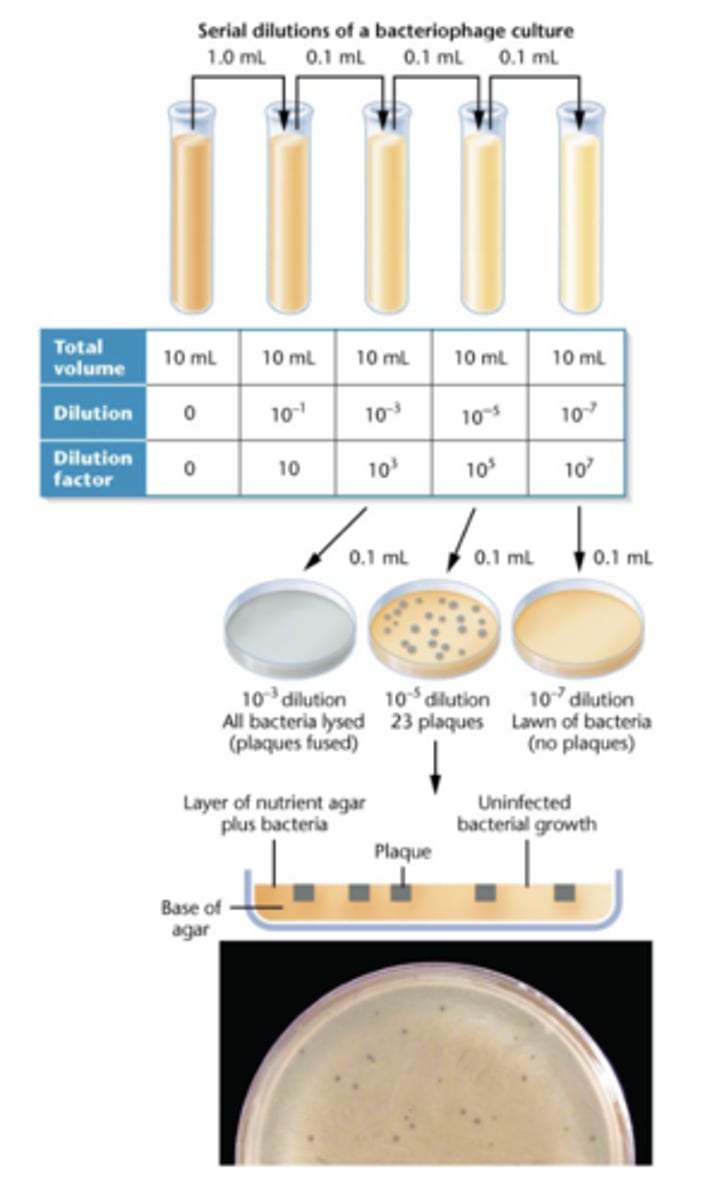 <p>assay phage phenotypes</p>