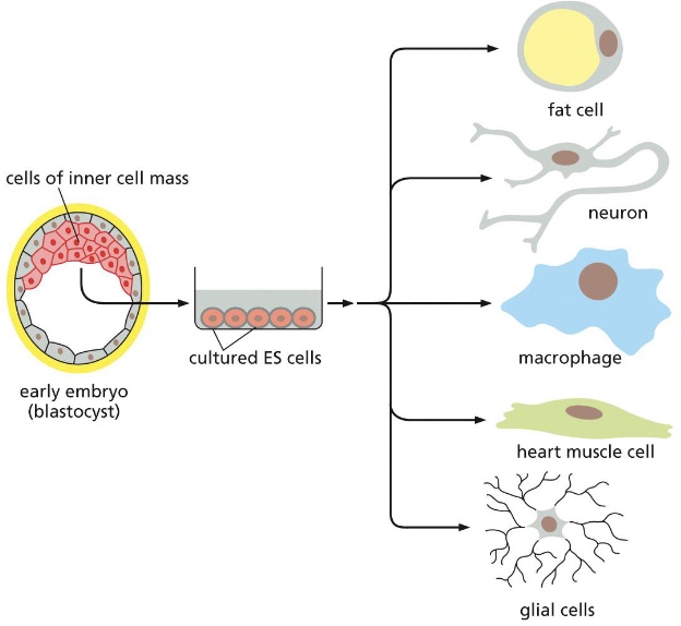 <p>undifferentiated cell type derived from the inner mass of an early mammalian embryo and capable of differentiating to give rise to any of the specialized cell types in the adult body. They are pluripotent (capable of giving rise to any type of cell or tissue)</p>