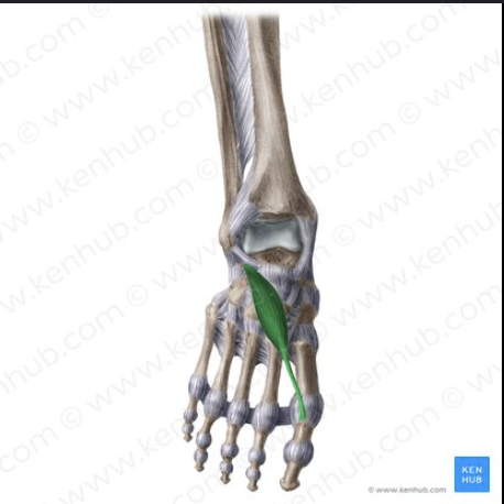 knowt flashcard image