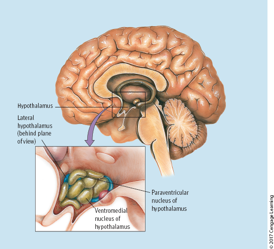 <ul><li><p><strong>hypothalamus </strong>important</p></li><li><p>Early theories suggested the <strong>lateral hypothalamus (LH)</strong> stimulated hunger, while the <strong>ventromedial hypothalamus (VMH)</strong> suppressed it.</p></li><li><p>Current research points to the <strong>arcuate nucleus and paraventricular nucleus</strong> as central to hunger modulation.</p></li><li><p>Hunger regulation is controlled by <strong>complex neural circuits</strong> rather than simple on–off switches.</p></li></ul><p></p>