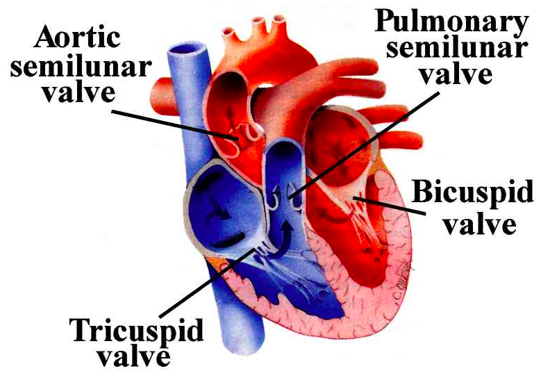 <ul><li><p>Have a half moon shape</p></li><li><p>Found between the ventricles and the pulmonary artery on left and aorta on the right and links them together</p></li><li><p>Stop blood flowing back into the heart after the ventricles contract</p></li></ul><p></p>