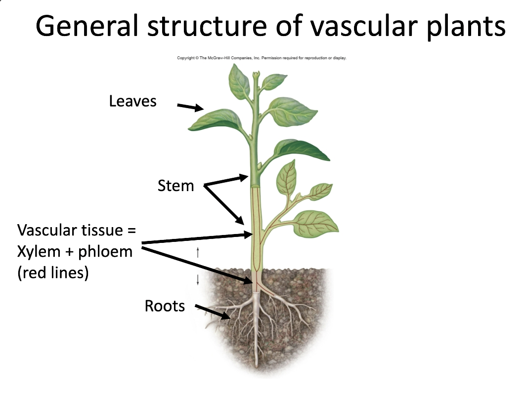 <ul><li><p><span><span>vascular plants </span><strong><span>(tracheophytes)</span></strong><span> are characterized by </span></span><mark data-color="rgba(0, 0, 0, 0)" style="background-color: rgba(0, 0, 0, 0); color: inherit;">a dominant sporophyte generation with specialized tissues—xylem for water transport and phloem for nutrient transport—organized into three main vegetative organs: roots, stems, and leaves</mark><span><span>. These structures allow efficient transport, structural support, and photosynthesis, enabling growth on land</span></span></p></li></ul><p></p>
