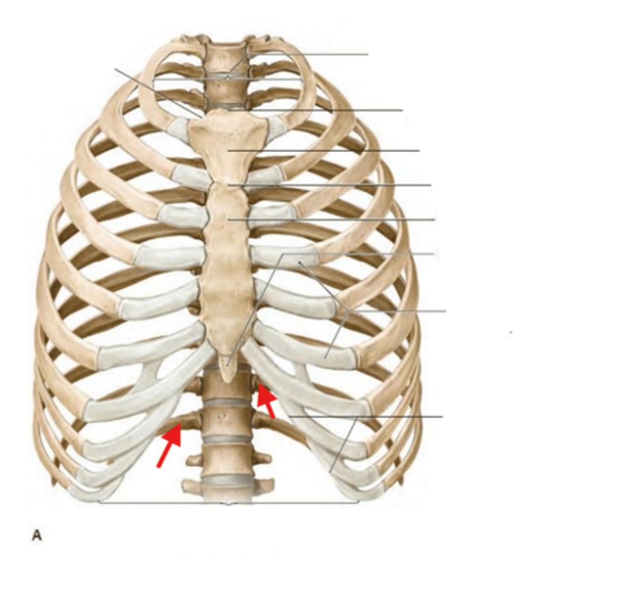 <p>Ribs 11 and 12 are known as?</p>