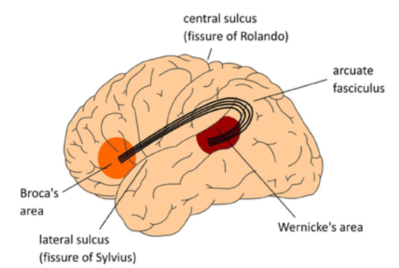 <p><span>Arcuate fasciculus</span></p>