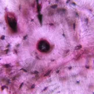 <p>what kind of tissue is this </p>