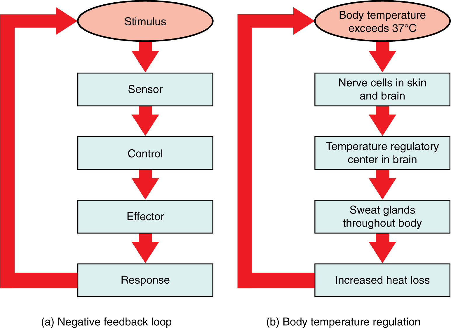 <p>Stimulus occurs, which is detected by the receptor and sent through the PNS to the CNS (control centre), then sent back through the PNS to the effectors to create a response to counteract the stimulus, such as sweating when its hot to cool down.</p>