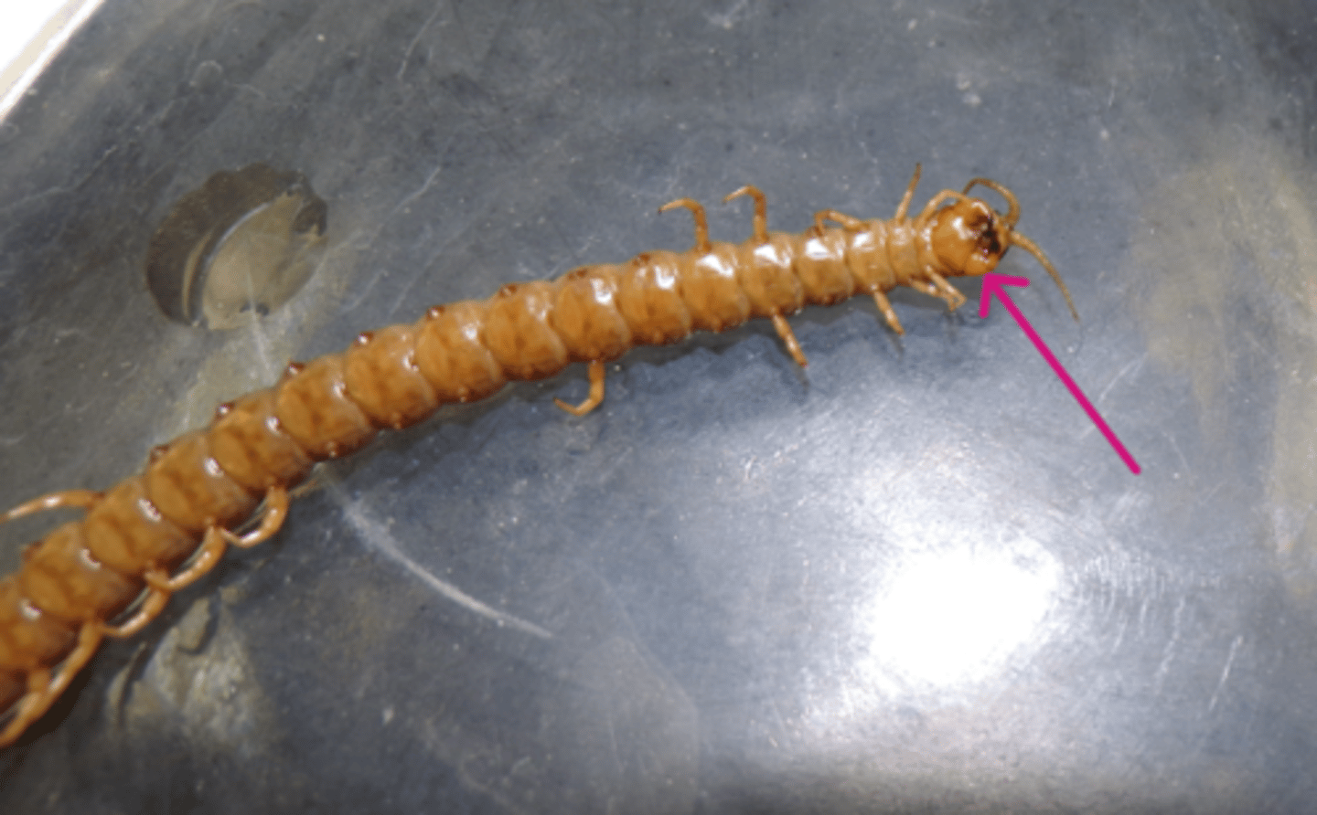 <p>What is the Phylum, Subphylum, Class, and common name of this animal?</p><p>What is the arrow pointing to?</p><p>How many pairs of legs are there per segment?</p>