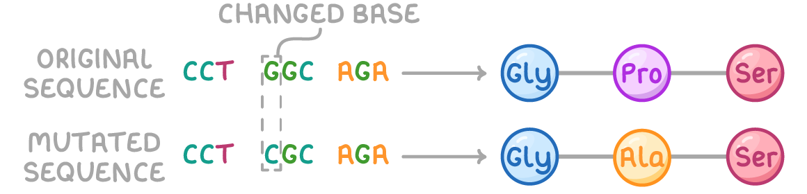 <p>one or more nucleotides substituted for another in a DNA base sequence</p>