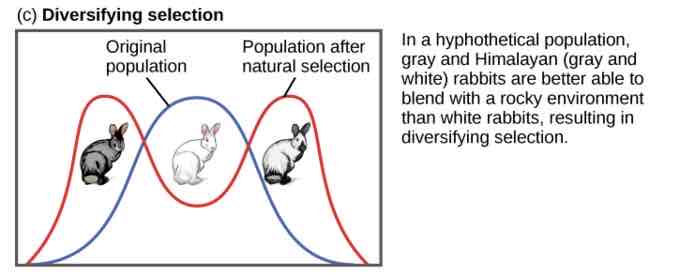 <p>Extreme phenotypes have an advantage over phenotypes</p>